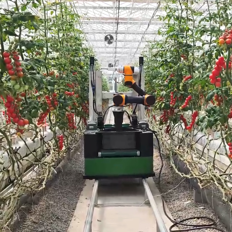 Eriksen - Commercial intelligent collaborative tomato picking robot for ...
